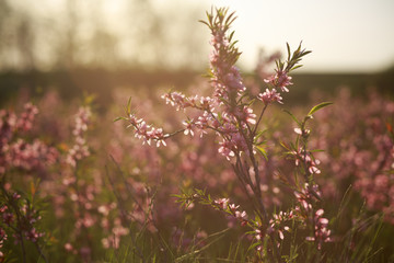 beautiful pink wildflower at sunset with soft focus