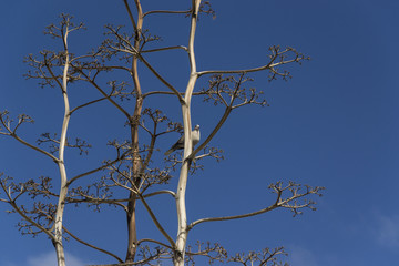 Bird in a twiggy plant against a blue sky