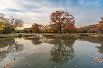 Momiji (maple tree) Autumn colors, fountain, pond and fall foliage sunset at Yoyogi Park in Shibuya ward, Tokyo, Japan