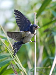 Barn Swallow (Hirundo rustica)