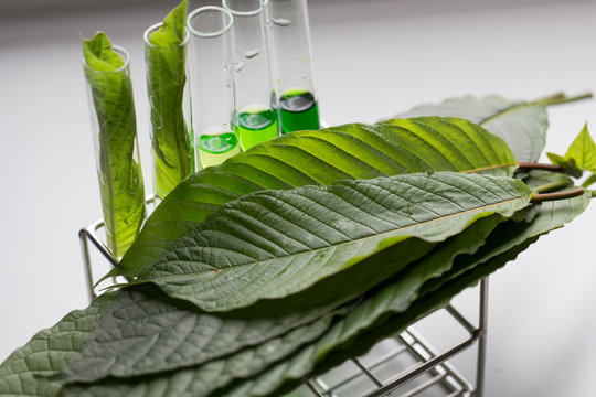 Science Research leaves of Mitragyna speciosa (kratom) and Chemical analysis  in Lab.