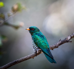 Asian Emerald Cuckoo (Chrysococcyx maculatus) Cactus Emerald is native to the tropical evergreen forests of northern India, southern China, and northern Thailand.