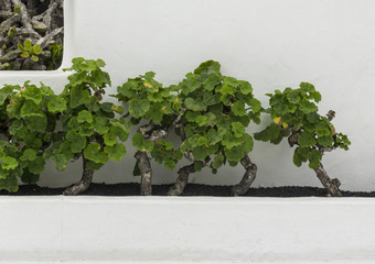 Geraniums against a whitewashed wall Lanzarote, Canary Islands, Spain