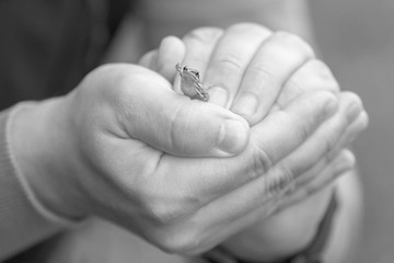 Frog sitting in the hands of a man, raising its leg in greeting.