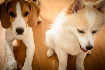 Two dogs beagle and spitz on the floor friends