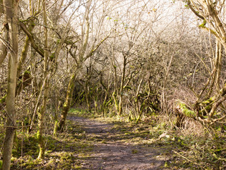 light piercing through holloway of branches country track path