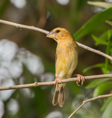Weaver Bird is a bird eating small grains. 