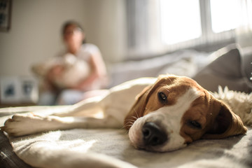 Dog beagle laying on the side on the couch with women with baby on her arms in background