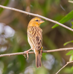 Weaver Bird is a bird eating small grains. 