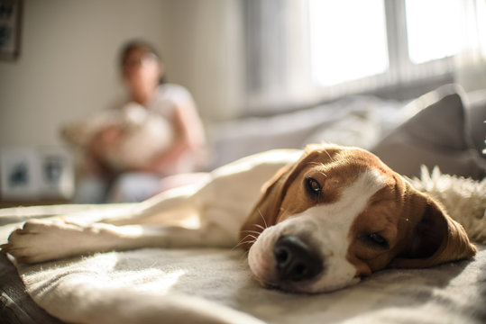 Dog Beagle Laying On The Side On The Couch With Women With Baby On Her Arms In Background