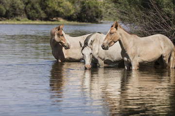 Obraz na płótnie Canvas Wild Horses on the Lower Salt River, Tonto National Forest