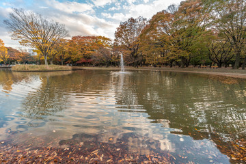 Momiji (maple tree) Autumn colors, fountain, pond and fall foliage sunset at Yoyogi Park in Shibuya...