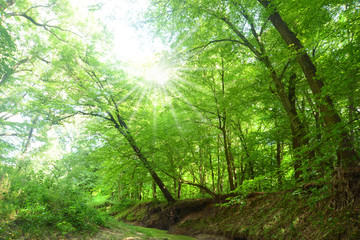 Obraz premium Landschaft 533