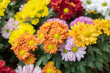 Red chrysanthemum in the graden.