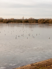 many seagulls resting on sea surface water beach coast cold day spring