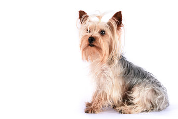 Yorkshire Terrier 2 years in front of a white background