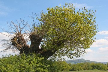 Naturdenkmal Eiche