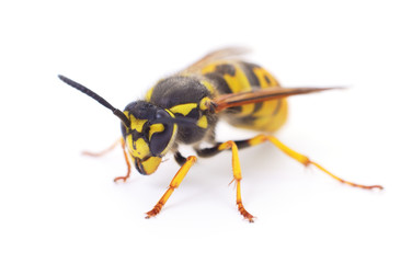 Wasp isolated on white.