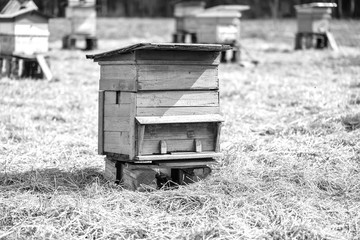 Bee hive standing in field 