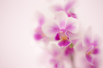 Naklejka na ściany i meble Purple blossom orchid with white backdrop.