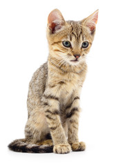 Kitten on white background.