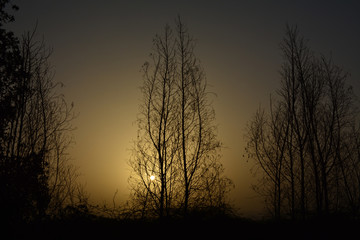 Sunrises and silhouette trees