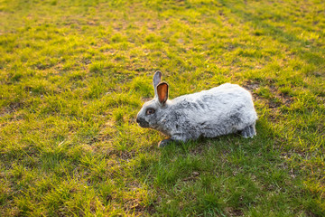 rabbit sitting on green grass at sunset