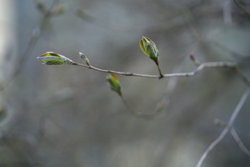 closeup of first spring leaves on tree