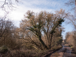 muddy path through countryside spring farm land tracks trees