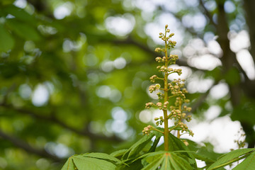 chestnut after blossom on a summer day
