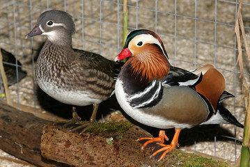 Mandarinenten Paar