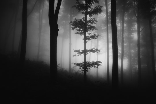 Fototapeta black and white dark forest landscape