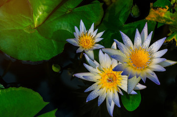 White lotus and green leaf in the pond.