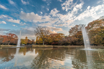 Momiji (maple tree) Autumn colors, fountain, pond and fall foliage sunset at Yoyogi Park in Shibuya ward, Tokyo, Japan