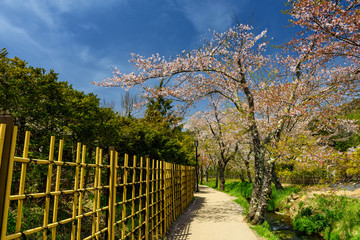 sakura blossom at Oshino Hakkai village