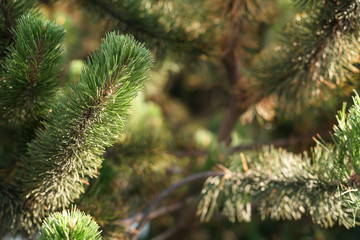 green branch on small pine tree
