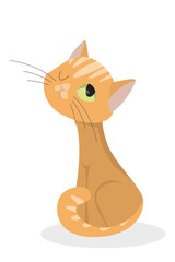 Isolated ginger cat.