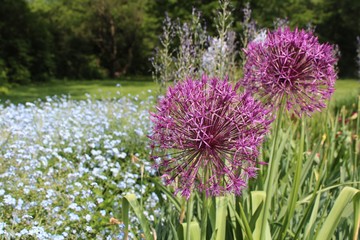 BEAUTIFUL PURPLE BALL-SHAPED FLOWERS