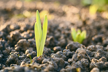 Fresh light green sprout growing through ground on spring flowerbed in sunlight