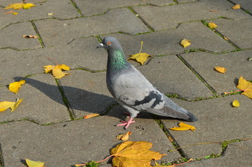 pigeon