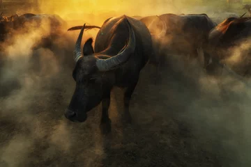 Foto op Canvas Many Buffalo in the middle of dust. Thai buffalo © Krisda
