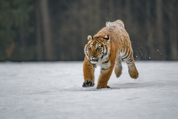Siberian Tiger in the snow (Panthera tigris)	