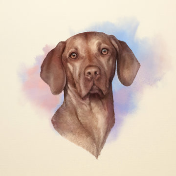 Illustration of a Vizsla dog. Weimaraner. Dog is man's best friend. Animal collection: Dogs. Watercolor Dog Pug Portrait - Hand Painted Illustration of Pets. Art background for banner, cover, card.