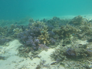 珊瑚と魚