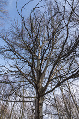 Baum im Winter, kahler Baum, blauer Himmel