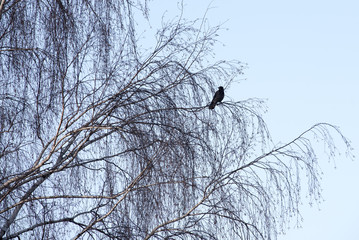 Vogel sitzt auf einem Baum, Baum, Birke im Winter mit vogel