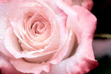 closeup of pink rose with water drops on dark background