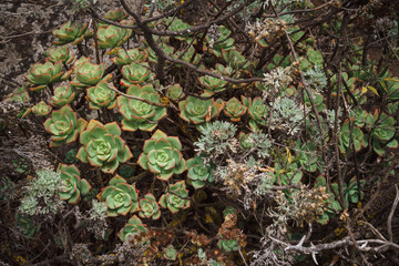 Green succulent stone rose and dry desert plants in the wild.