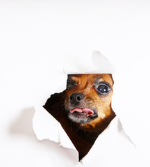 A dog with his tongue sticking out peeps out of the hole. Muzzle of a red puppy on a white background. A frightened animal. Smooth-haired Russian Toy Terrier. Horizontal image.