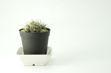 cactus isolate and cup for decorate